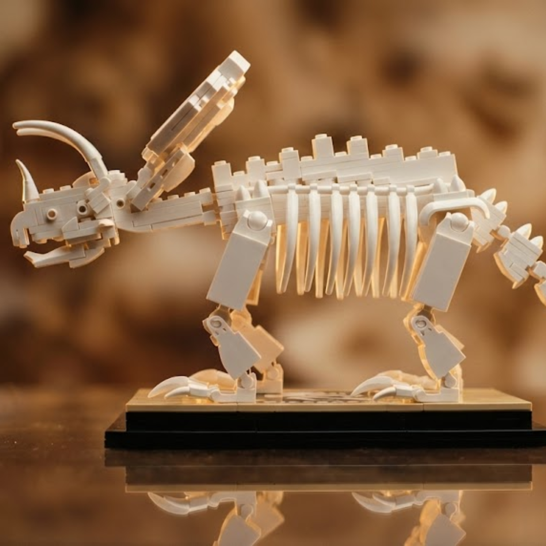 Fossile de dinosaure Tricératops (397 pièces) 